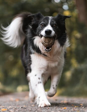 a border collie dog  running