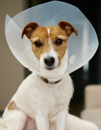 dog wear surgery cone