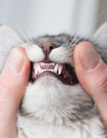 cat teeth