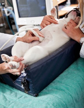 a dog being examined by a vet