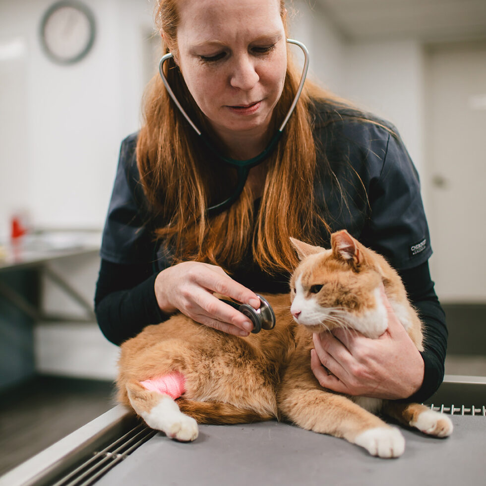 Picture Idea: Pet Illness In Bellevue Wa 98005