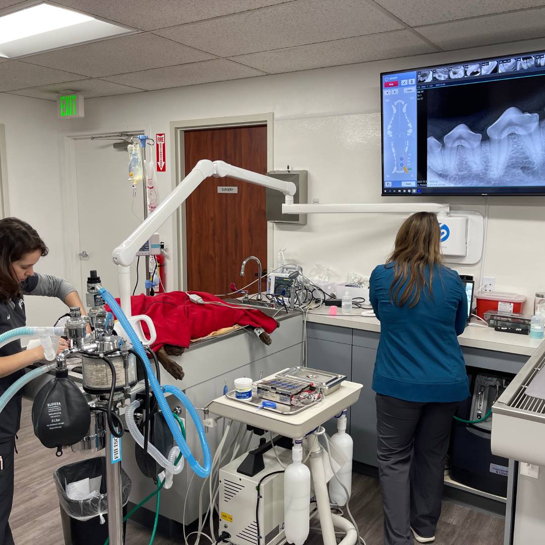 Two veterinarian in a dental office